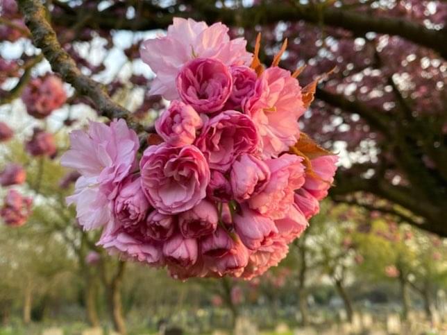 a cherry blossom tree