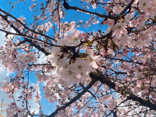 a cherry blossom tree