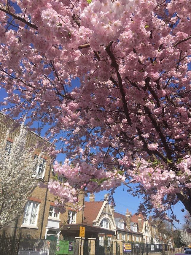 a cherry blossom tree on a London street