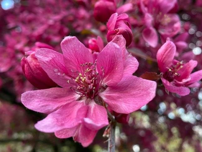 a cherry blossom flower