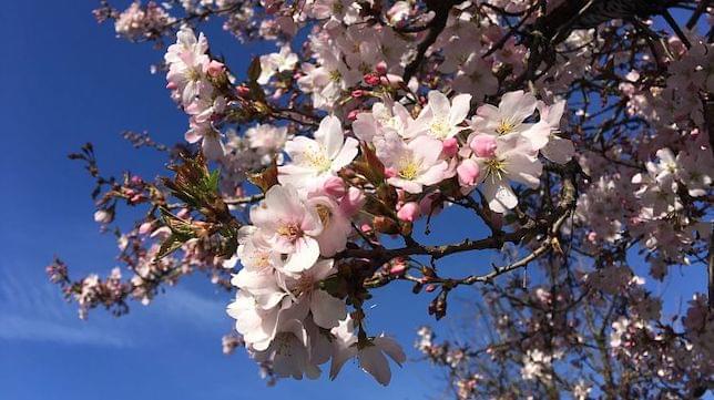 a cherry blossom tree in bloom