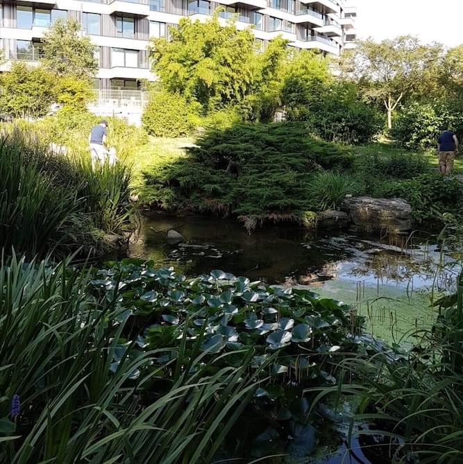 A man in a large garden with a pond in it