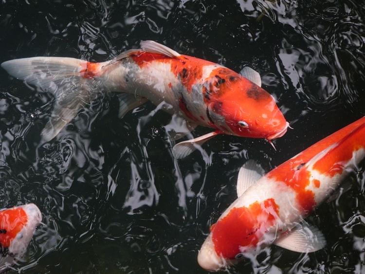 Two Koi fish swimming in a pond