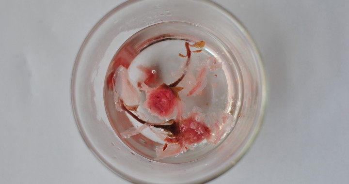 Some cherry blossom tea in a glass