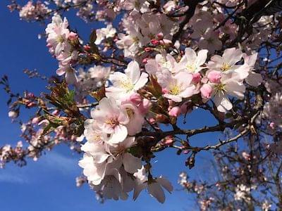 Some cherry blossom branches and flowers